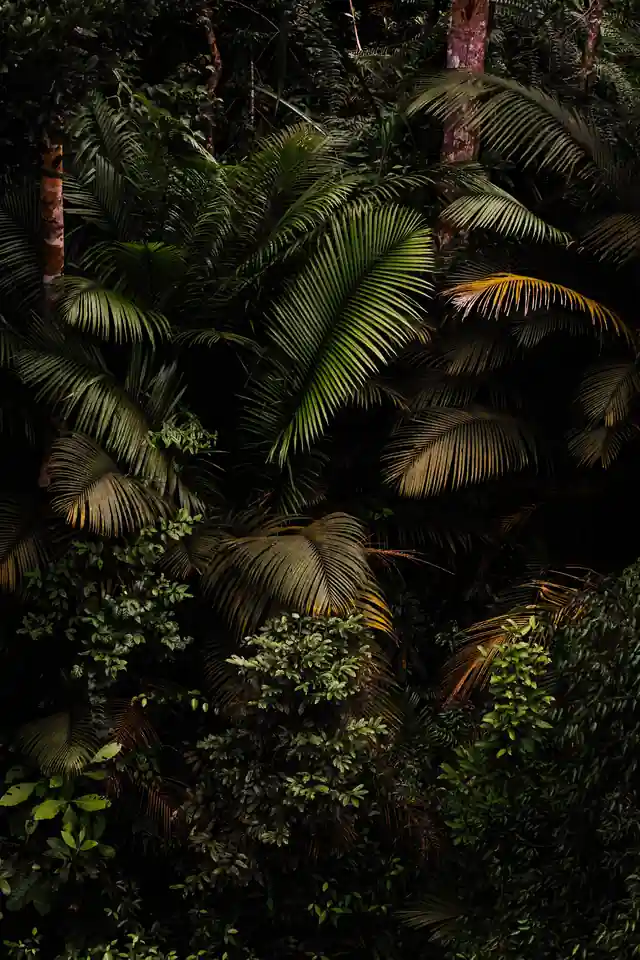Feuilles tropicales — Audit et Contact